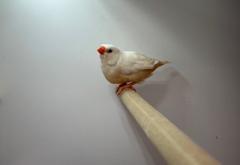 6118