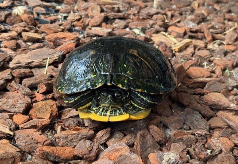 6156