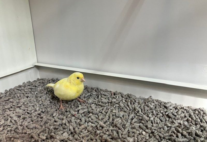 6244