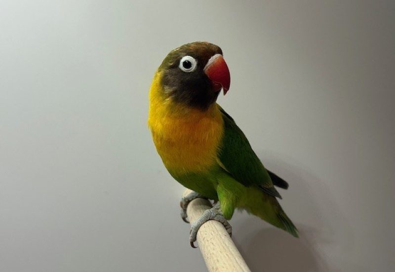6313