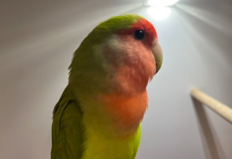 6423