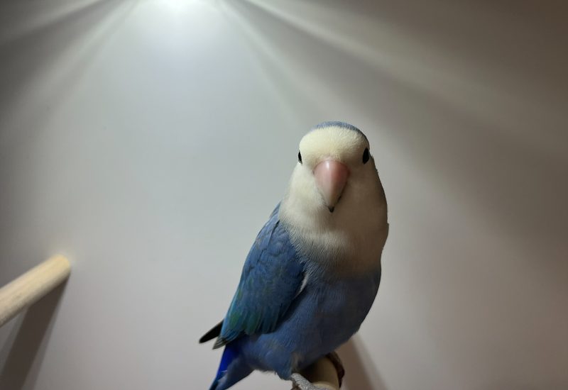 6424