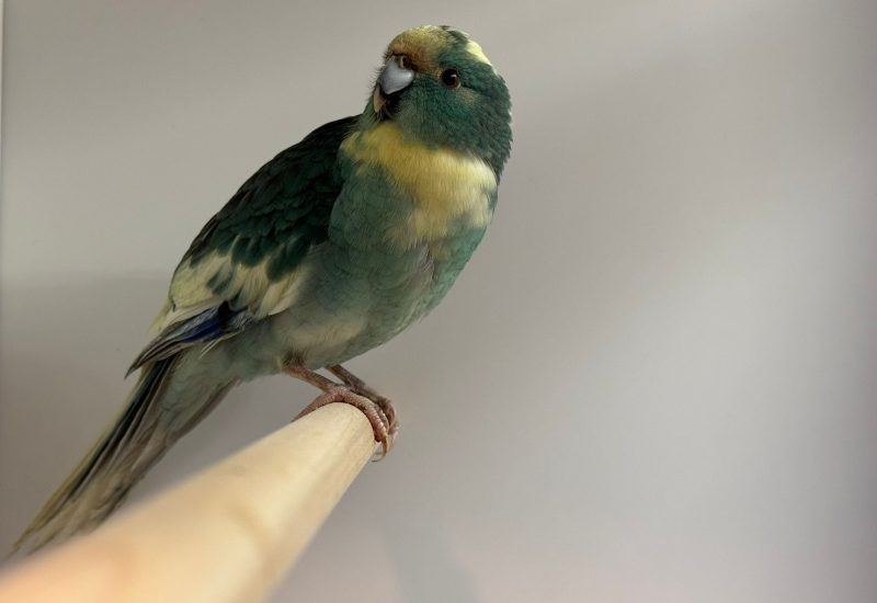 6738
