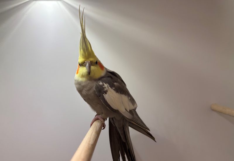 6751