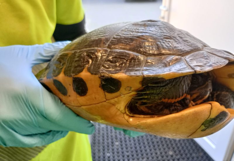 6768 Schildpad HIA 210326 2