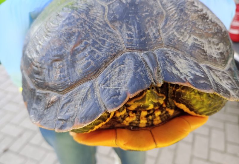 6768 Schildpad HIA 210326