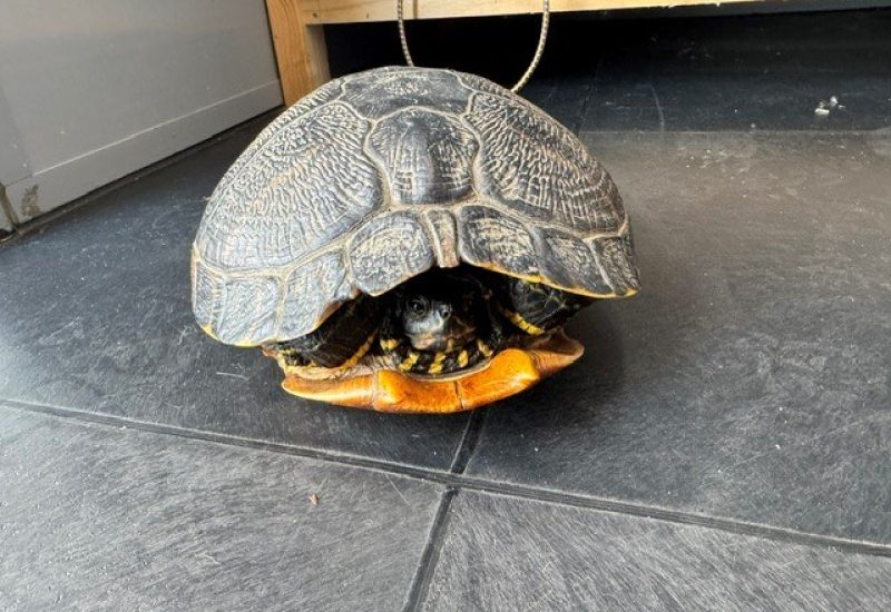 6993