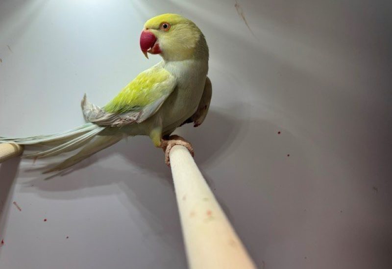 6994