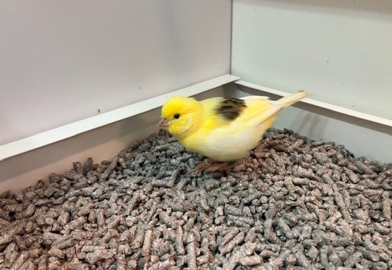 7050