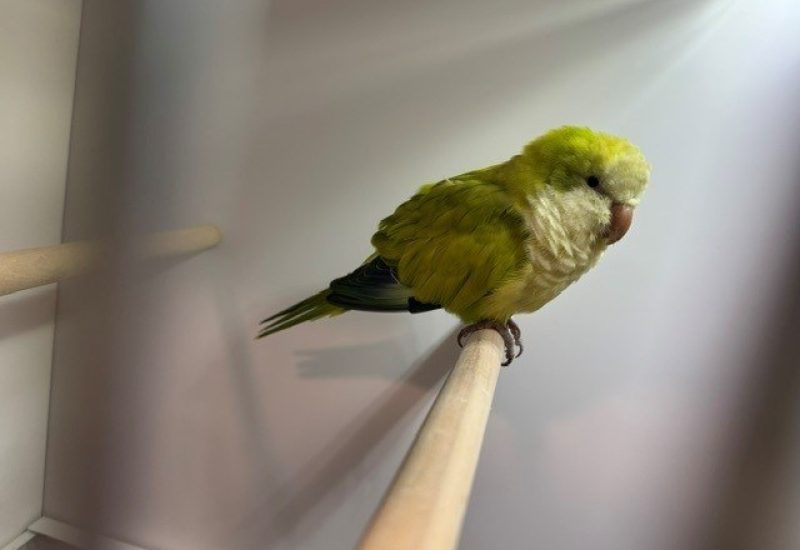 7150
