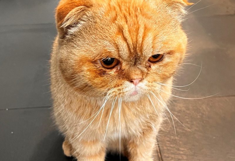 7156