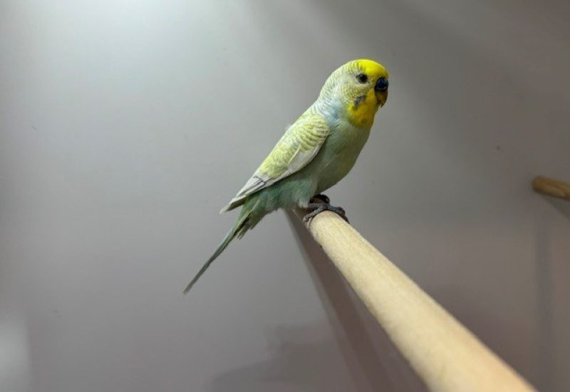 7207