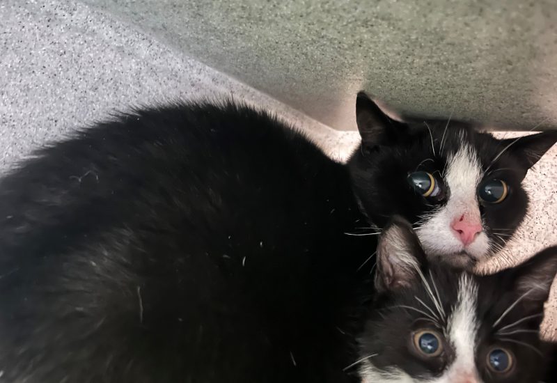 Moeder De Were Zwijndrecht