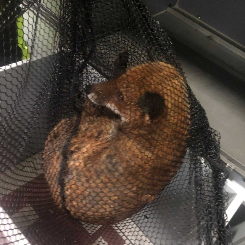 Vos in het net van dierenambulance Zeeland