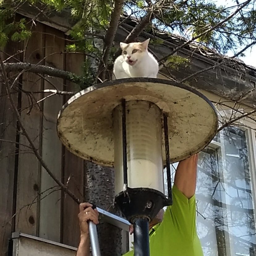 Kat op lantaarn
