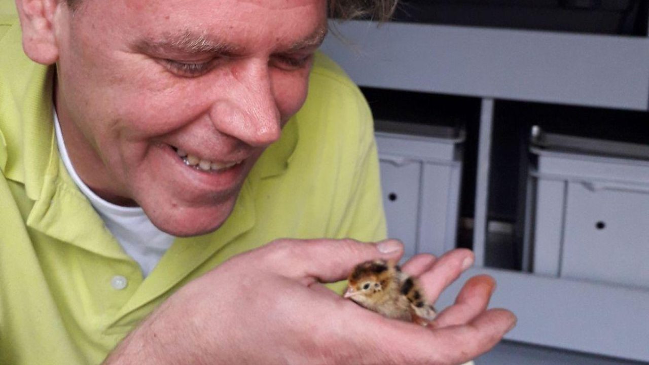 Gedumpte kwartels in doos gevonden
