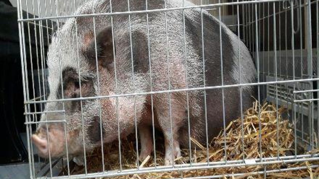 Hangbuikzwijn gered uit appartement
