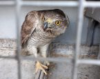 Buizerd kippendief