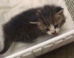 Zwerf Kitten01