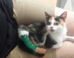 Kitty na