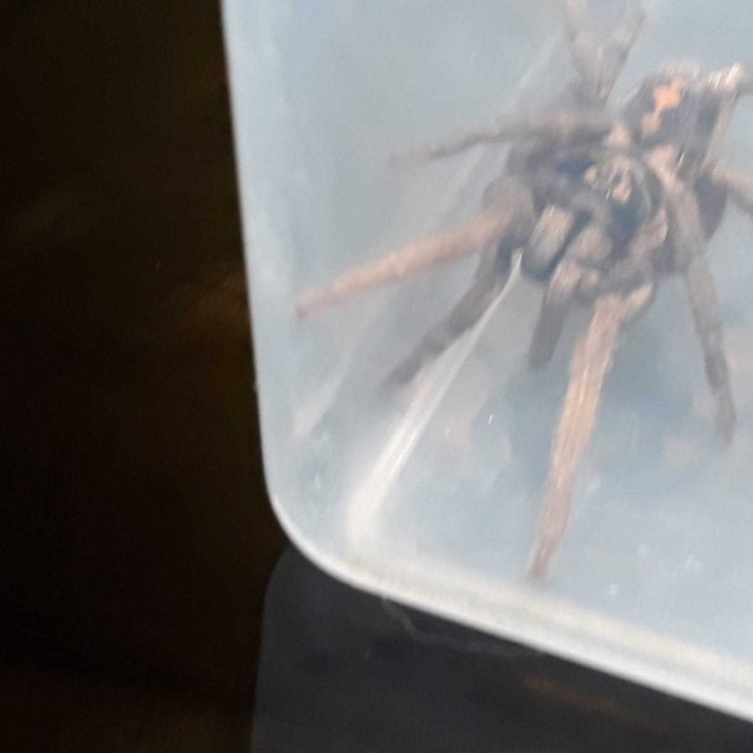 2019 08 23 DA ZHZ tarantula02
