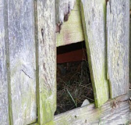 Egel deur Dierenbescherming