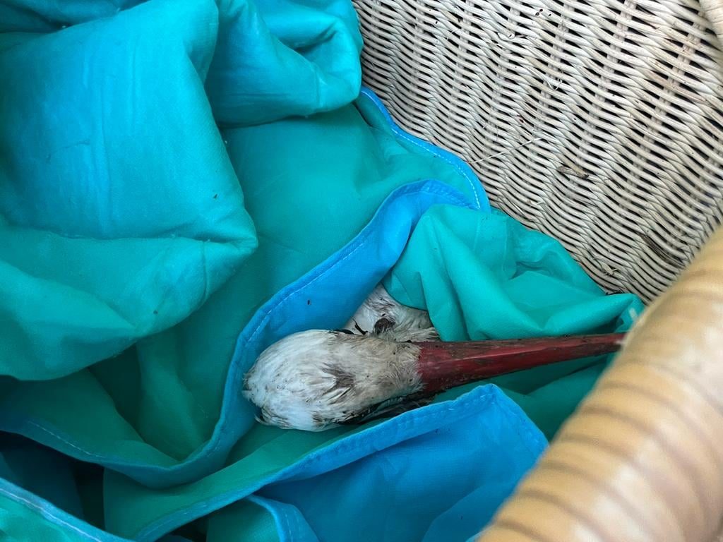 Ooievaar 3 Dierenbescherming