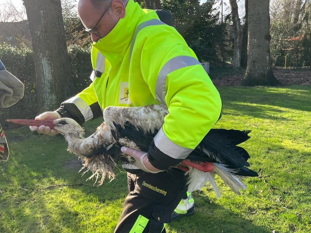 Ooievaar 2 Dierenbescherming