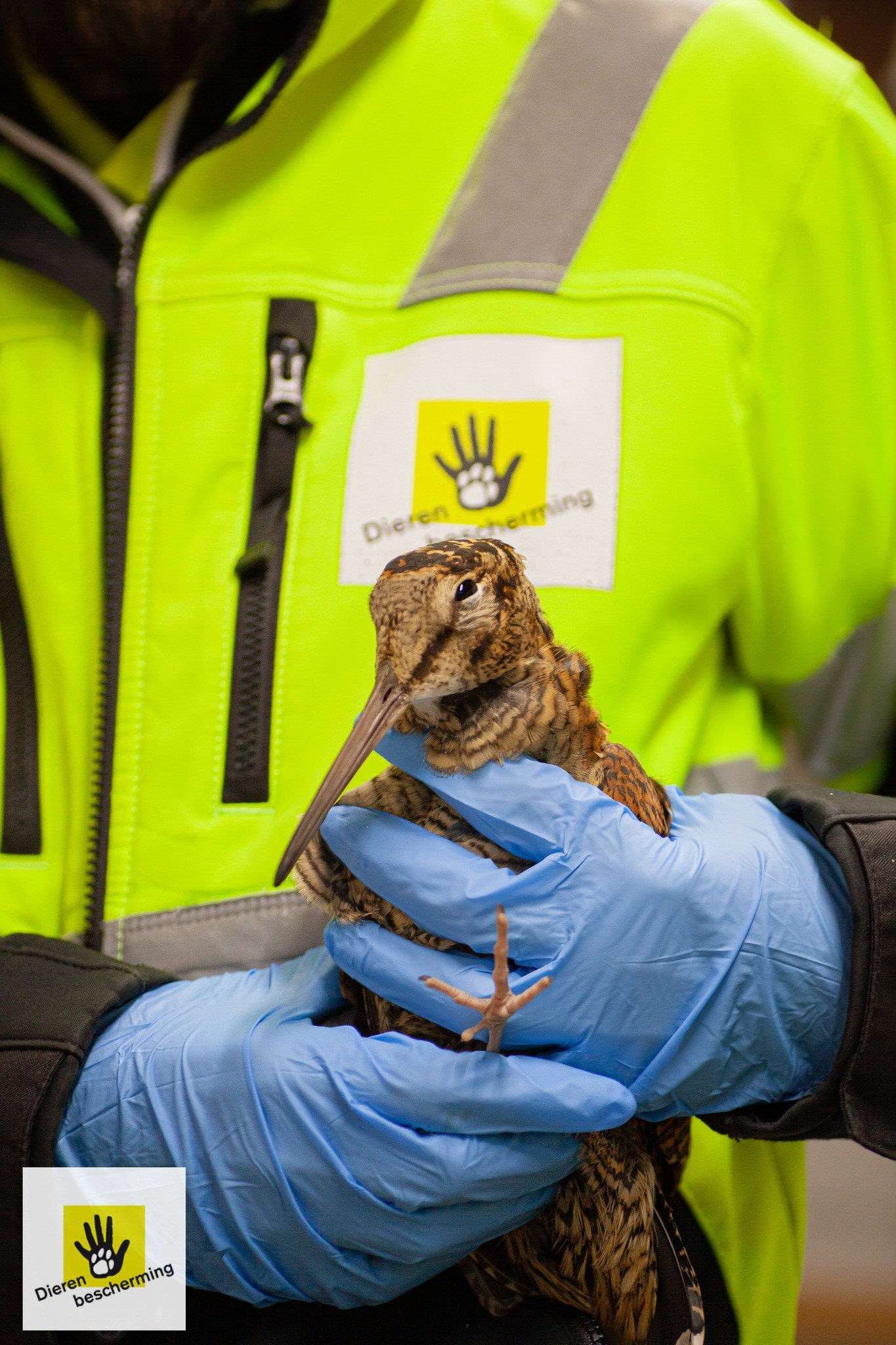 Houtsnip en de Dierenbescherming