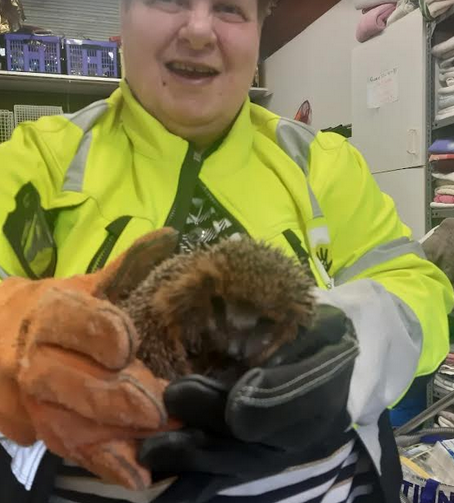 Hulp bij Dierenbescherming Drenthe