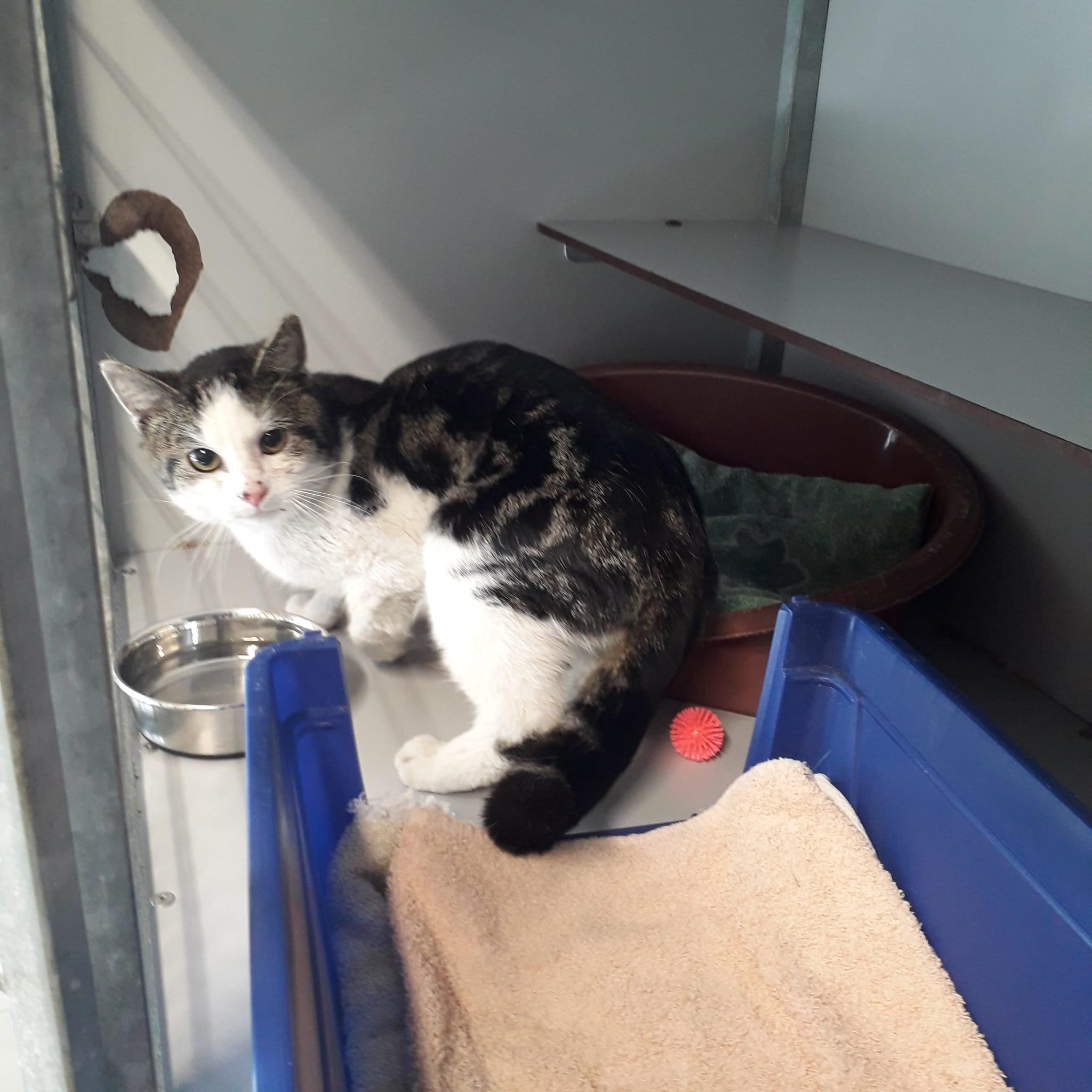 Kat krijgt hulp Dierenambulance