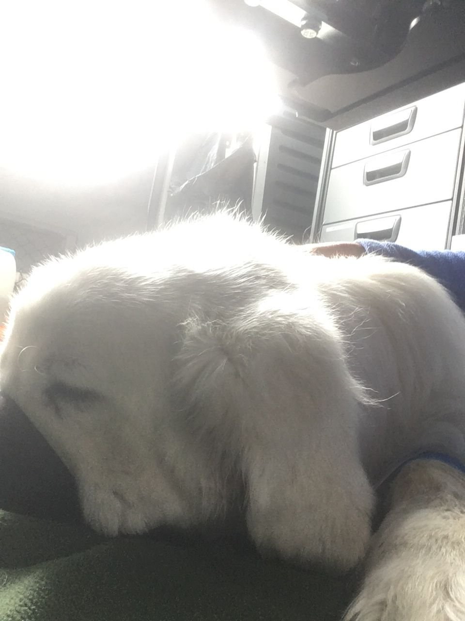 Hond met DAP rit mee