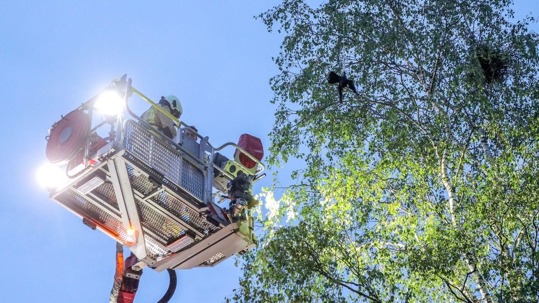 Brandweer helpt roek in Drenthe