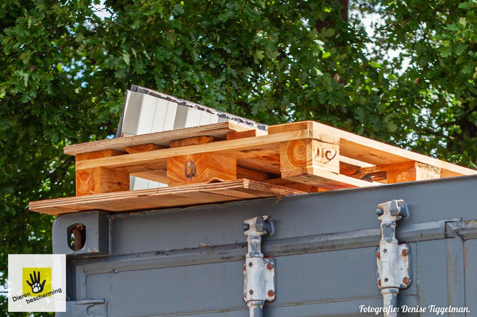 Zwart-roodstaart nest in pallet