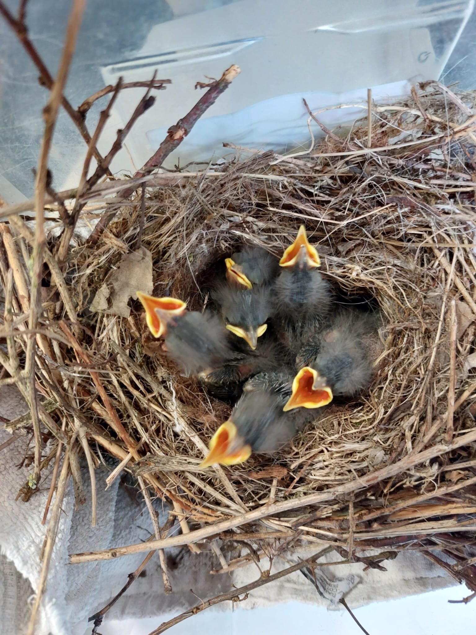 Zwart-roodstaart nest