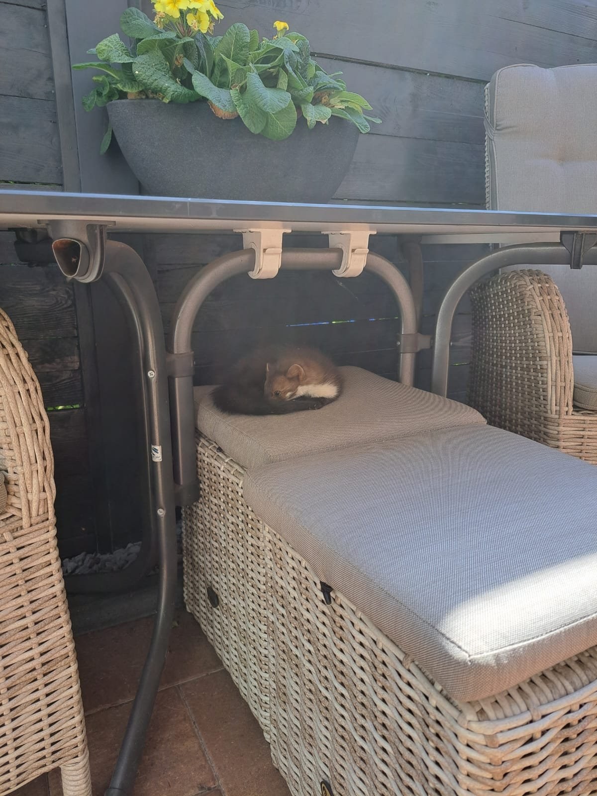 Steenmarter slapend