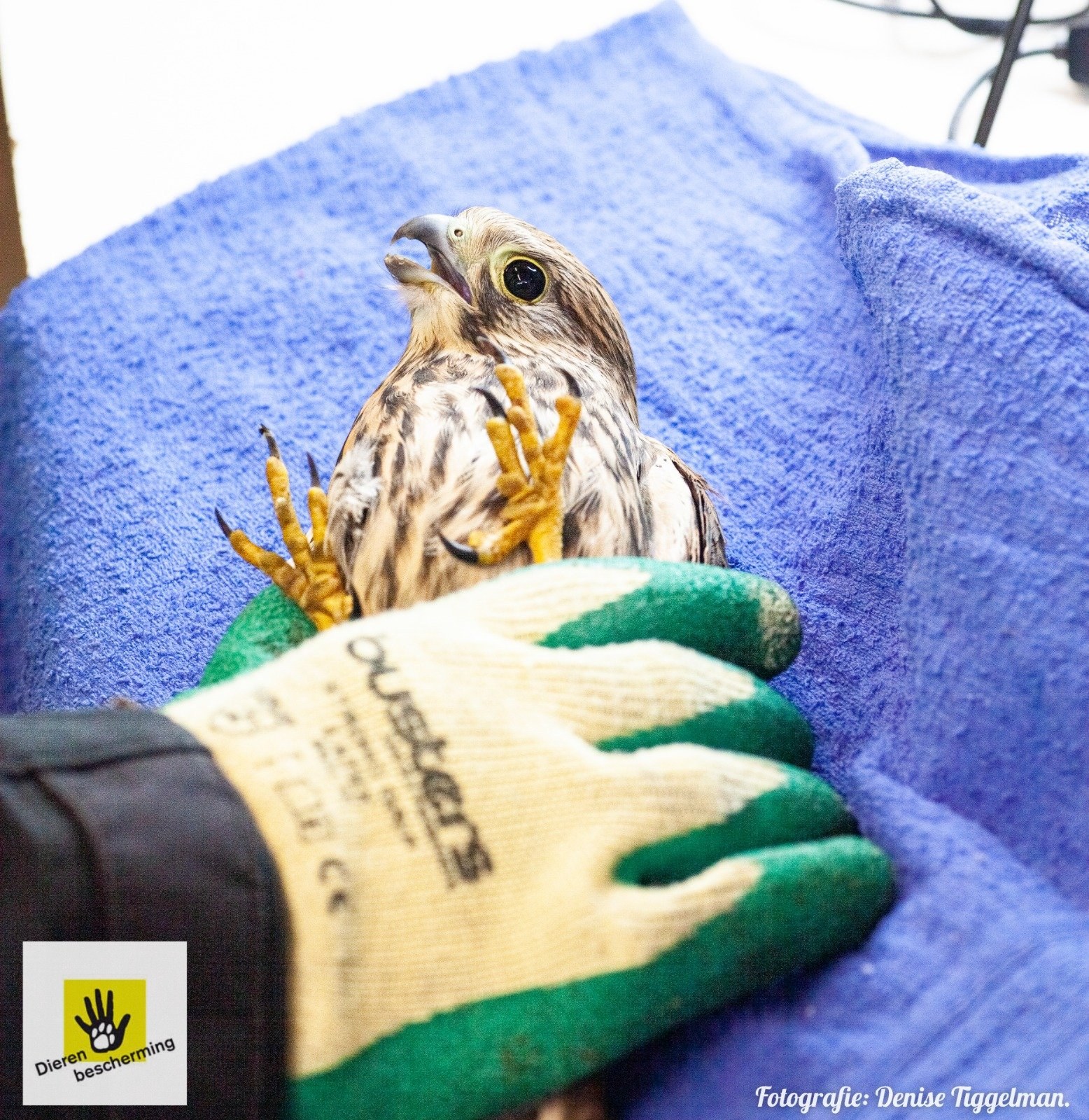 Valk controle Dierenbescherming