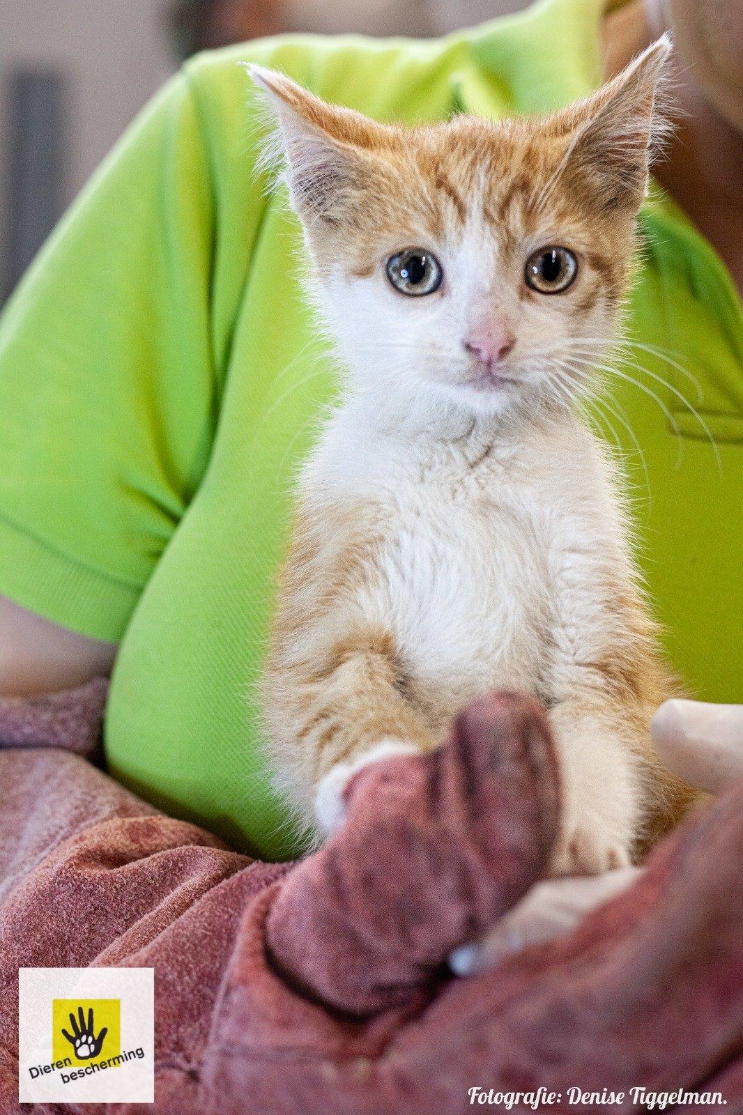 Rode kitten gevonden