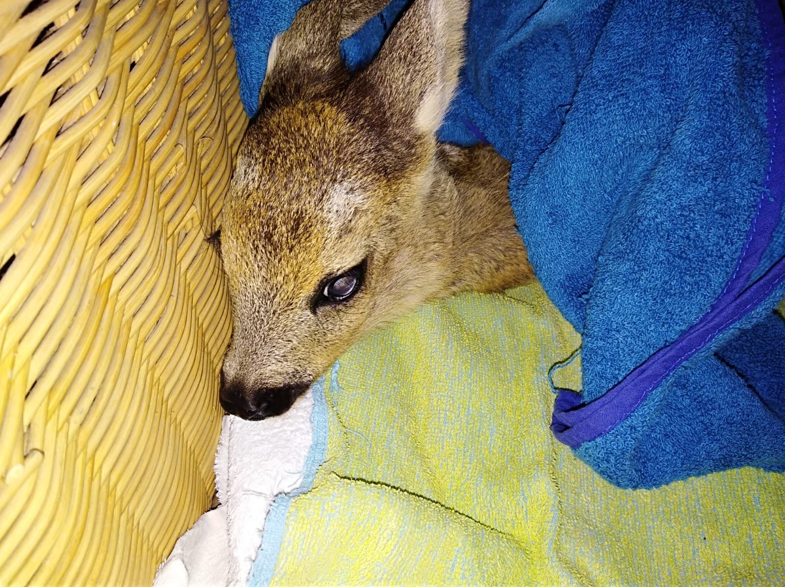 Ree bij de Dierenbescherming