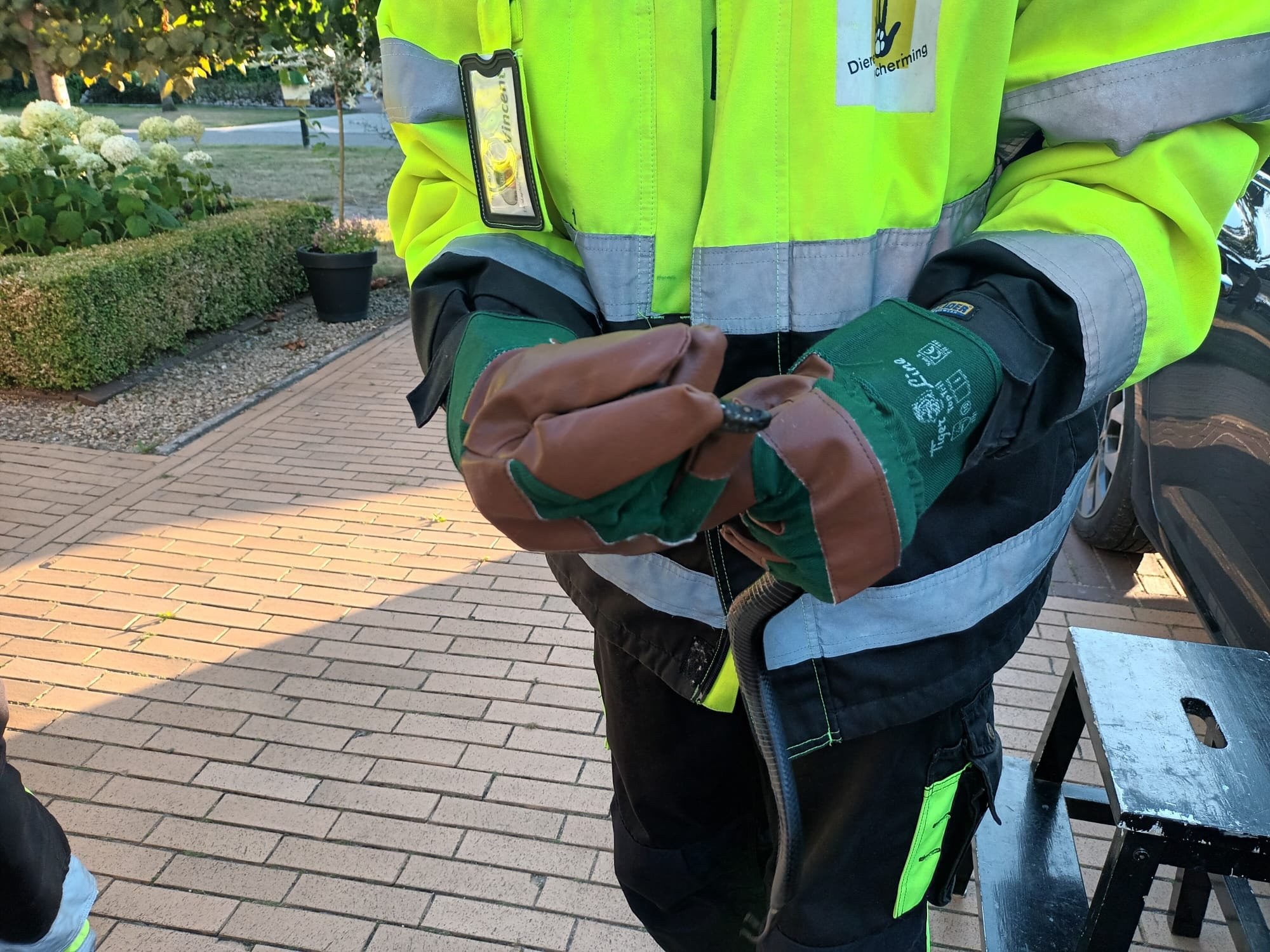 Zwarte adder opgehaald door Dierenbescherming