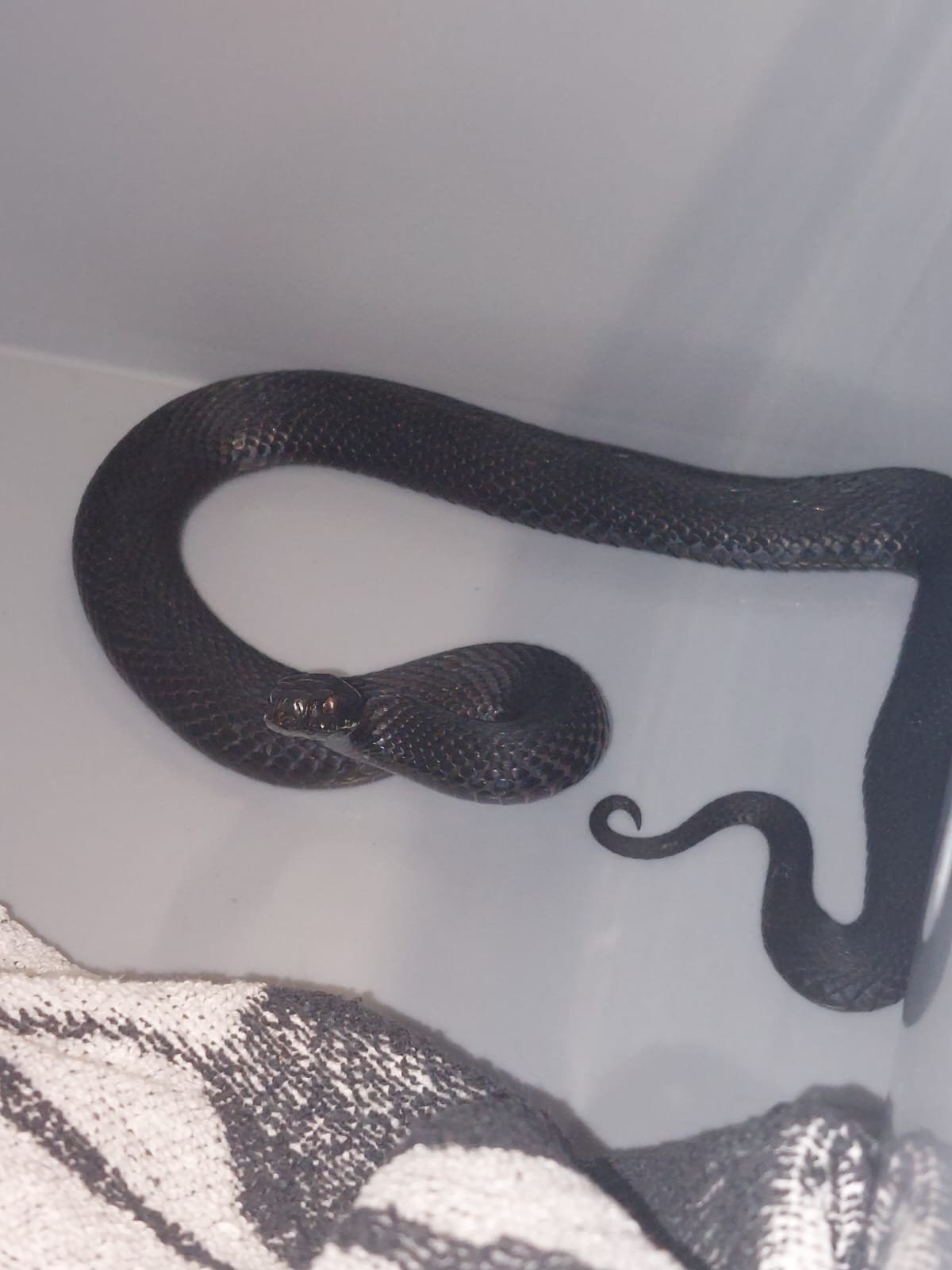 Zwarte adder in dakkoffer