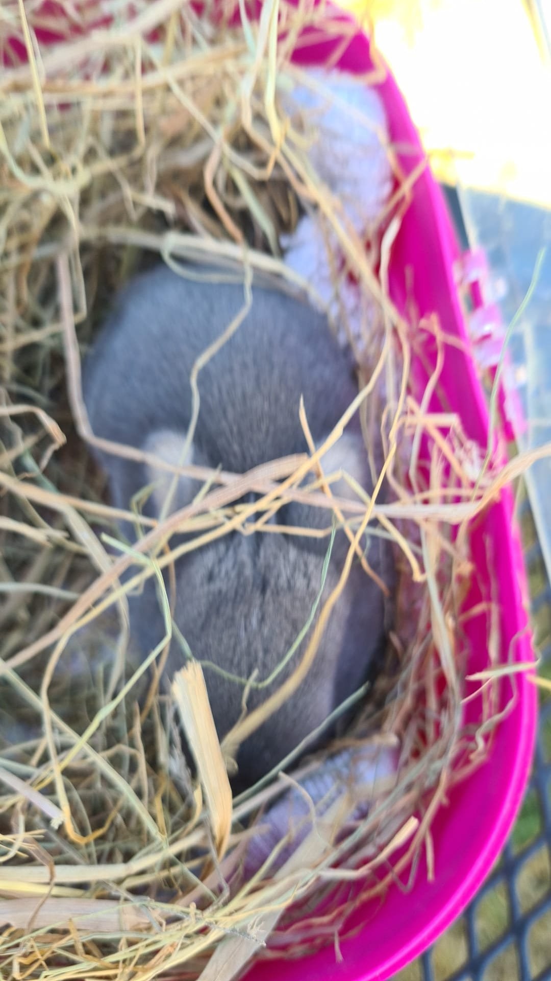 Konijntje mee met Dierenbescherming