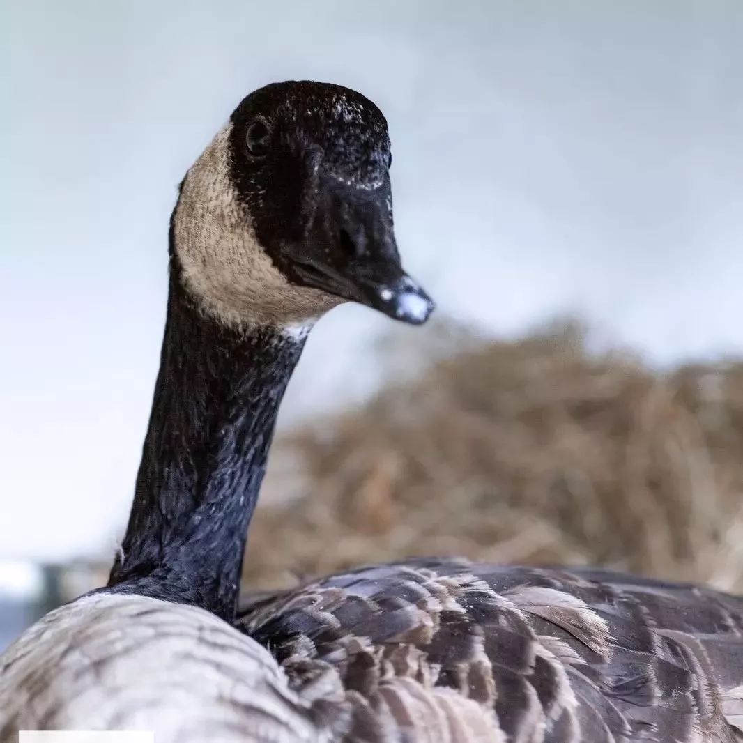 Canadese gans bij de Dierenbescherming