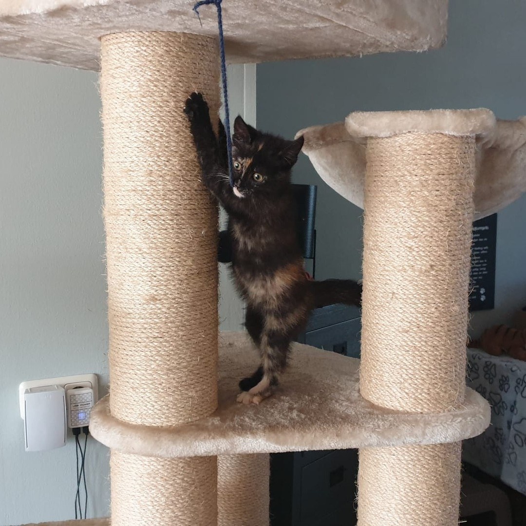 Kitten geadopteerd
