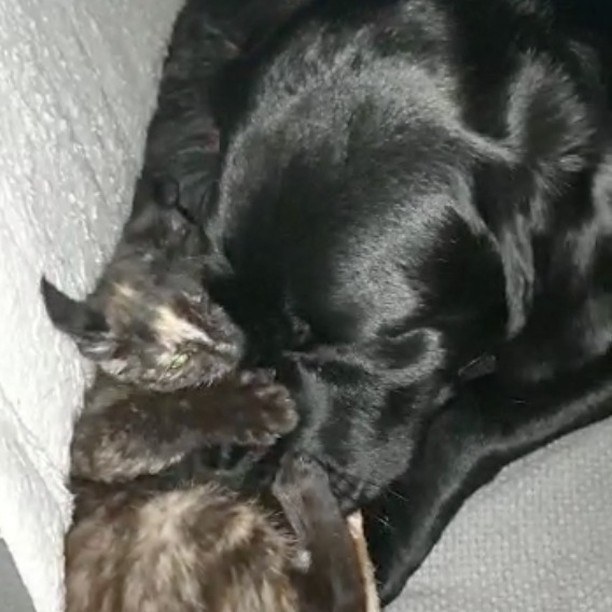 Kitten en hond adoptie