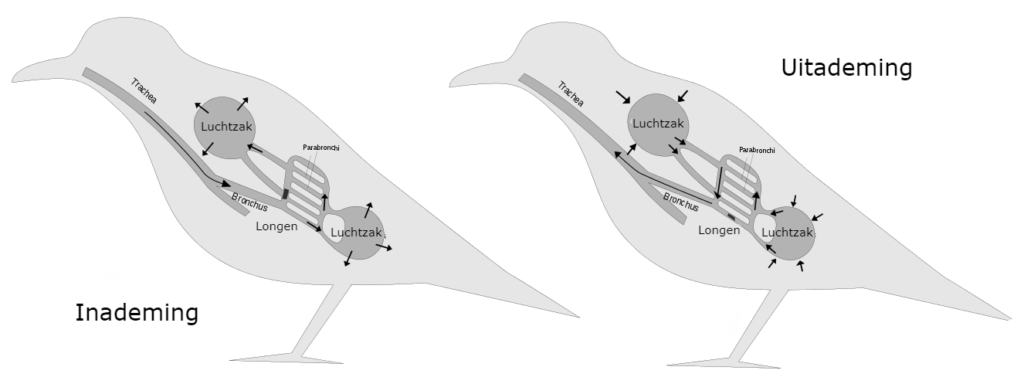 Ademen bij vogels