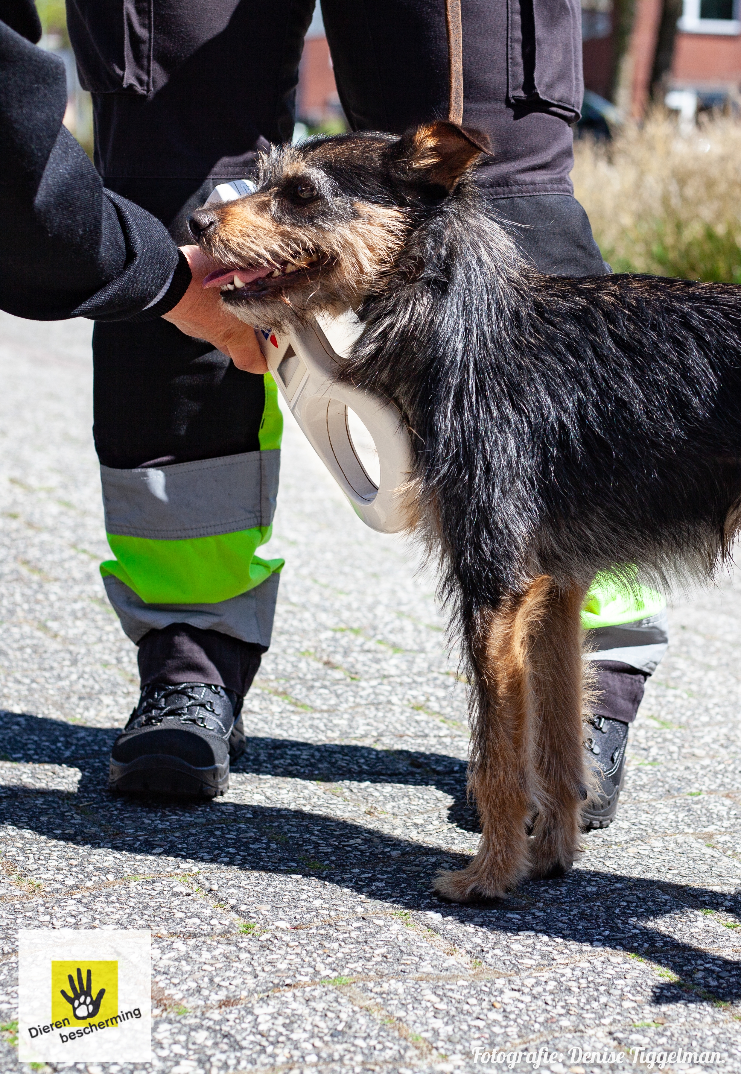 Chipcontrole bij een hond