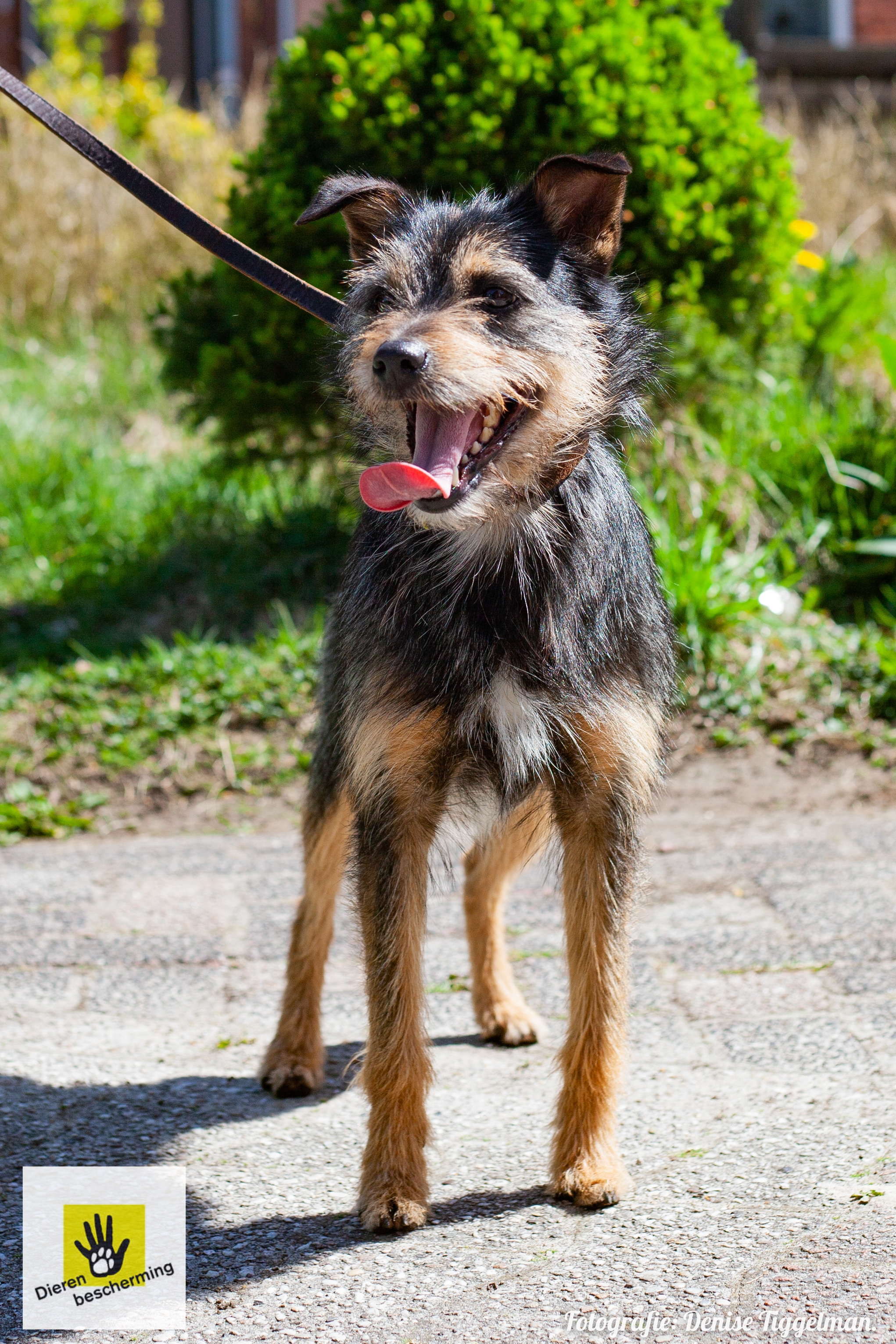 Blije hond bij Dierenbescherming