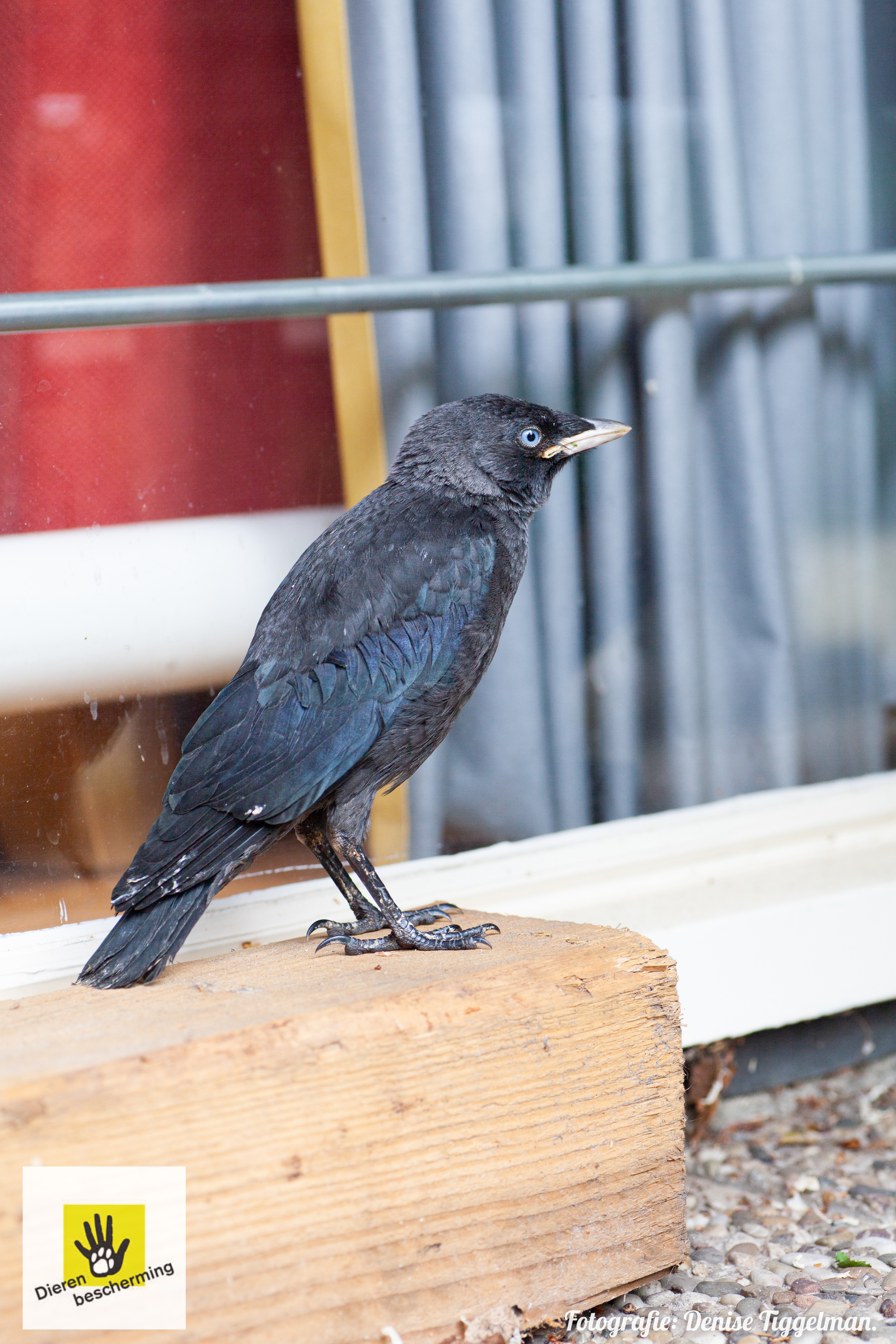 Kauw bij de Dierenbescherming Drenthe