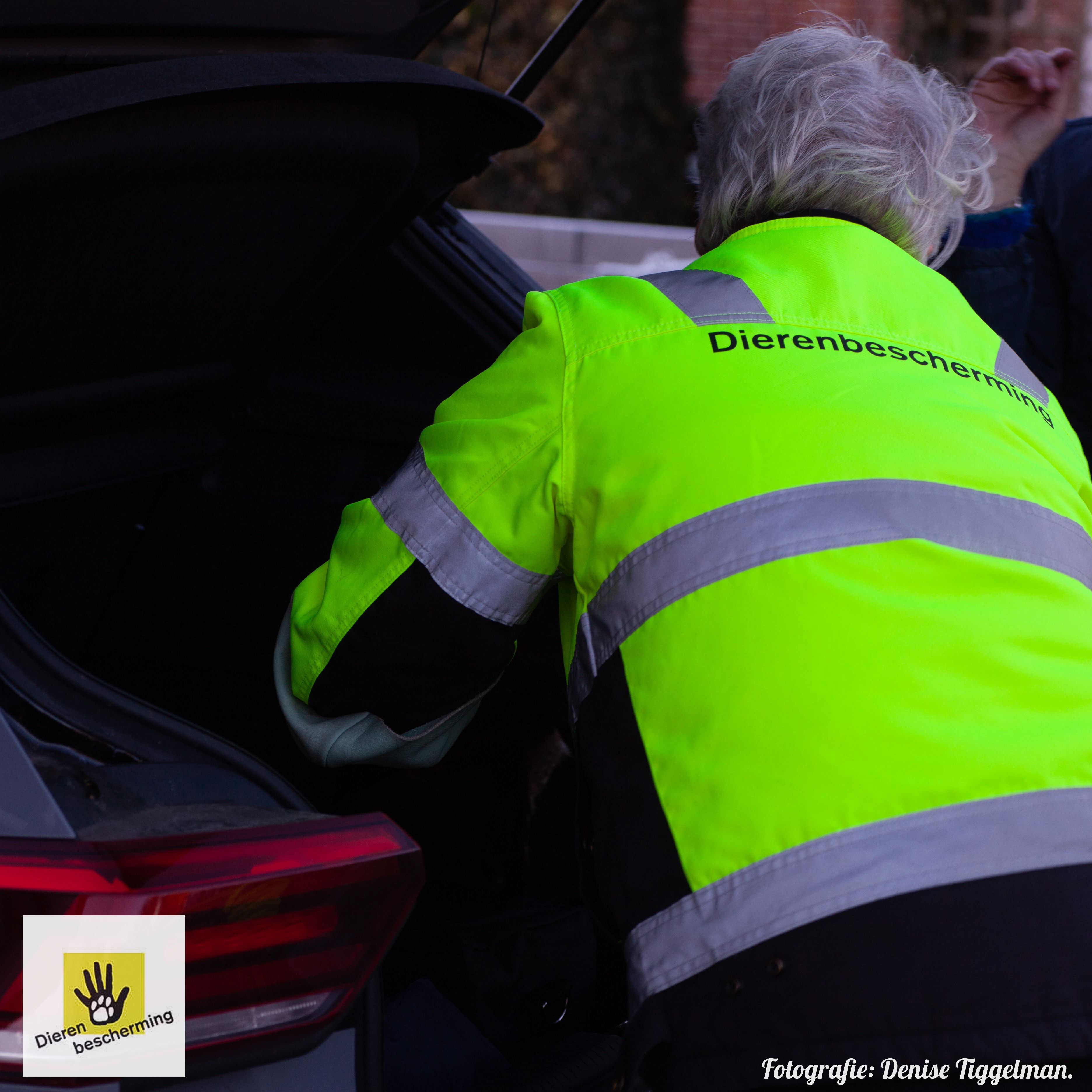 Roofvogel in auto